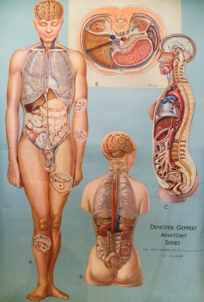 Анатомия человека. Скелет с внутренними органами. Как выглядит организм нескольких видов. Строение организма человека. Анталмия челрвек.