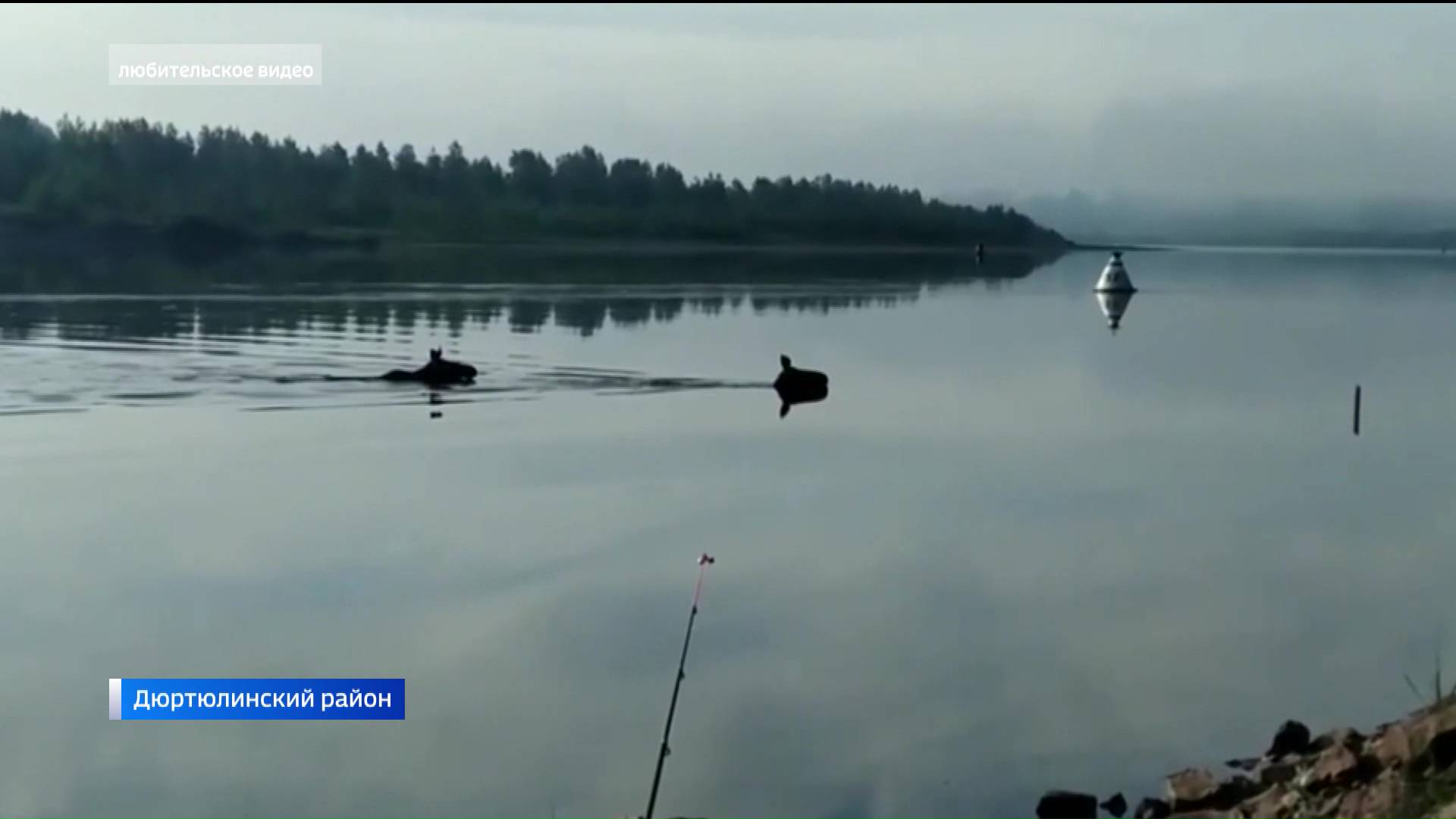 камень лось на реке сухоне