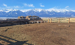 От трёх голов до мечты о большом хозяйстве: путь молодого сельского фермера