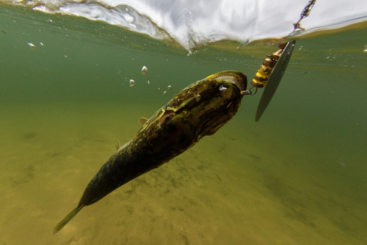«Мы ежегодно зарыбляем водоемы сазаном, карпом, толстолобиком, но никто их не ловит! Он нужен только для поедания зелени. Основной интерес — щука и судак»