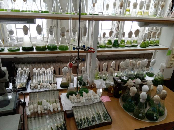 Выращивание цианобактерий в лабораторных условиях