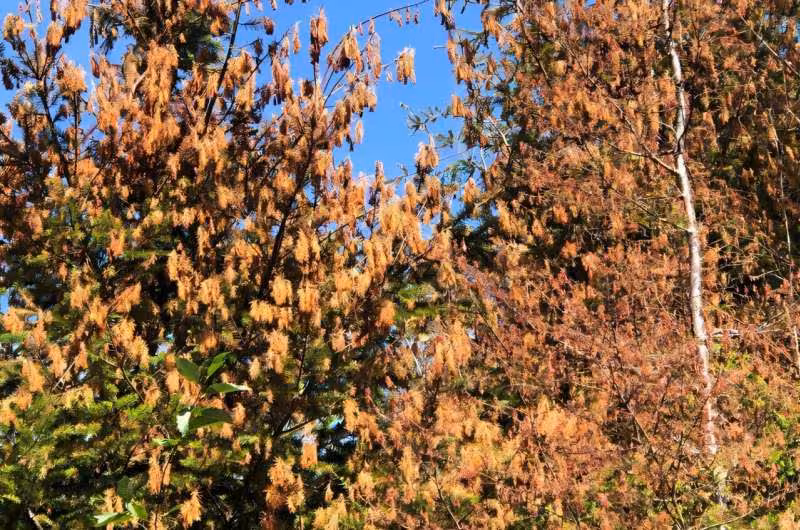 Ученые оценили катастрофический ущерб лесам США от «теплового купола» 2021 года