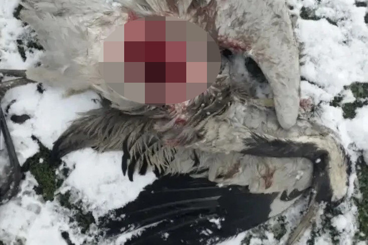 Бродячая собака загрызла белого журавля под Новосибирском