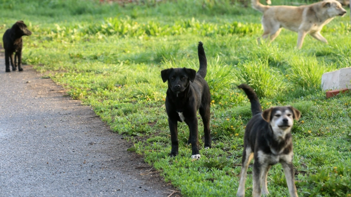 Собачий концлагерь в однушке: Жители Шуи шестой год борются с хозяйкой животных