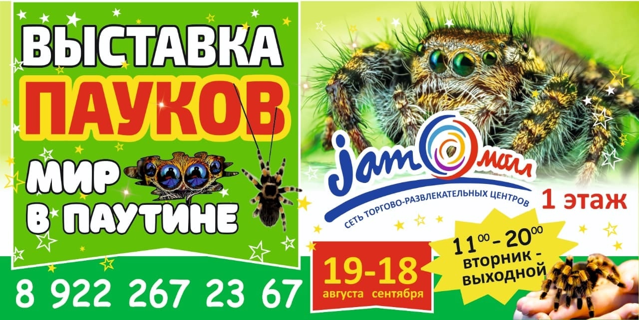 Выставка пауков в смоленске 2022. Выставка пауков уровни. Экспонаты выставки пауков. Пауки фото. Выставка пауков гигантов.