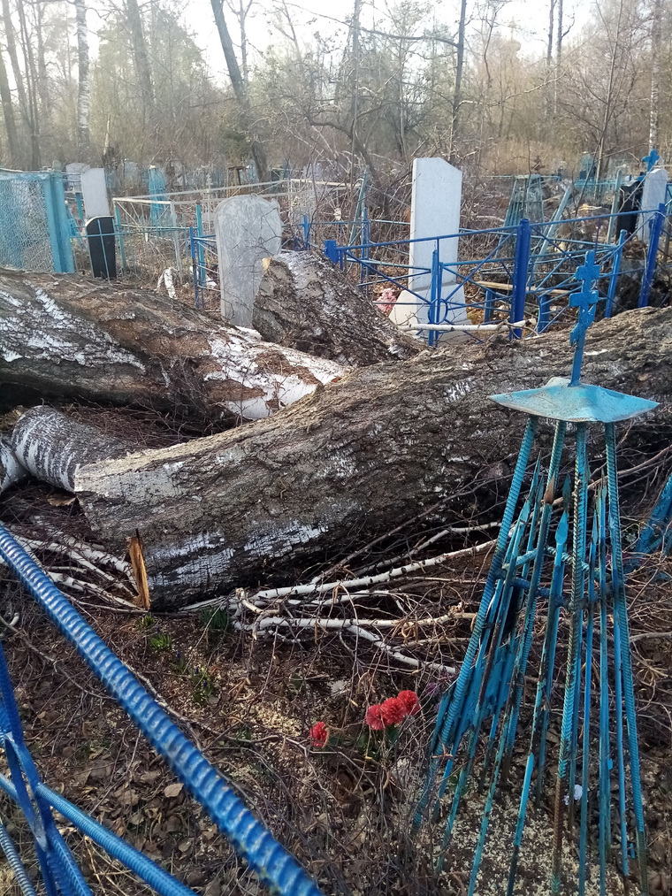 После расчистки пермского кладбища могилы оказались завалены деревьями - фото, Оса
