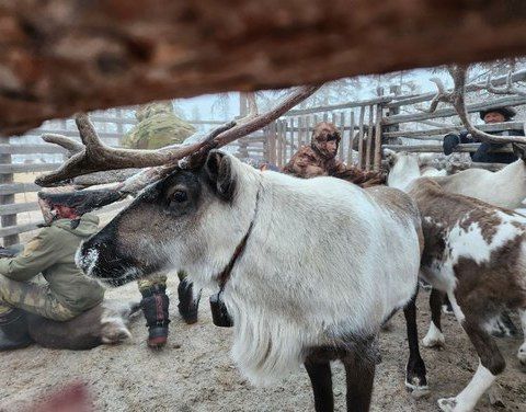 В оленеводческих хозяйствах Якутии идет поголовная маркировка домашних оленей 