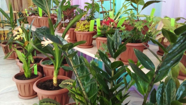 Проект «Растения дарят здоровье детям!»