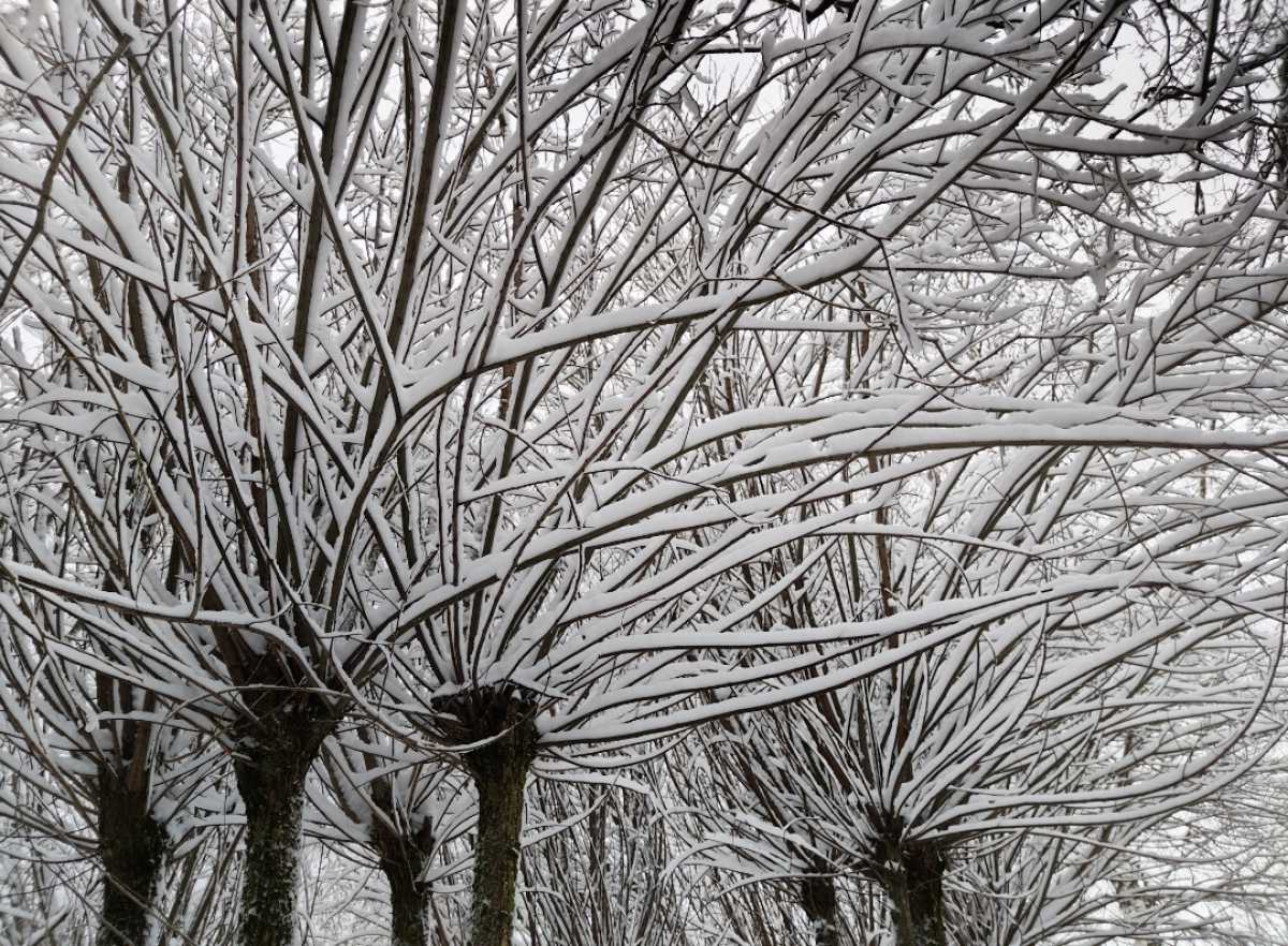 15 ноября дожди в регионе может сменить снег.