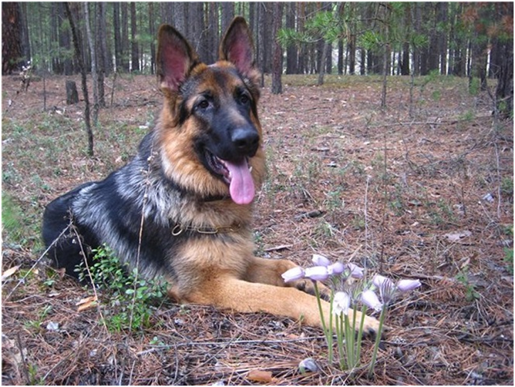 ошейник для щенка немецкой овчарки. овчарка гуляет. немецкая овчарка на охоте. овчарка гуляет. немецкая овчарка охотничья.