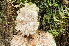 Студент пошел в лес и нашел новый вид грибов | Наука | Селдон Новости