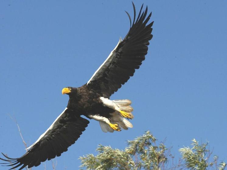 Изучением белоплечего орлана займутся в Хабаровском крае