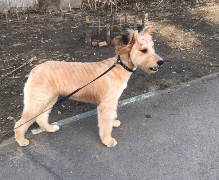 Выставка собак в омске 2024. Выставка собак в омске 2024. Фото выставки собак добрый мир. Выставка собак в омске 2024. Выставка собак баннер.