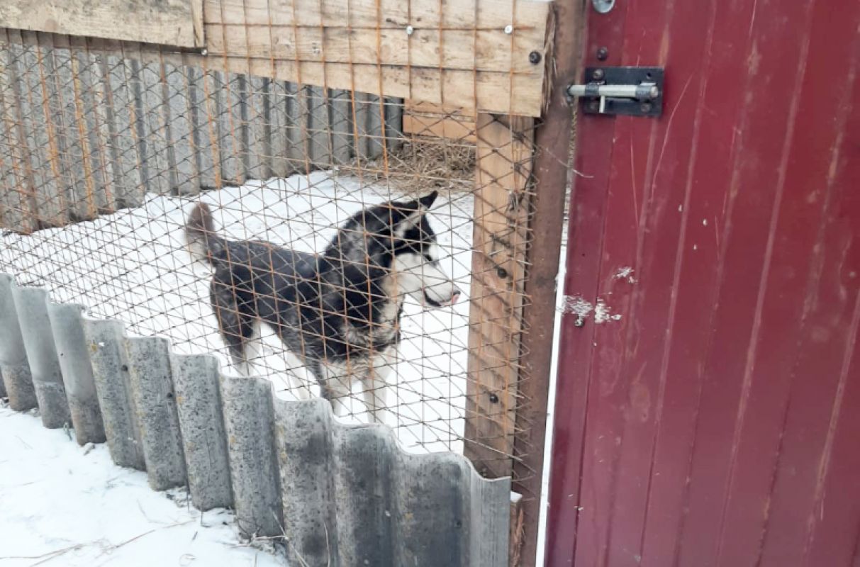 отлов собак в липецке. липецк отлов собак ульшина. приют для собак в липецке. бездомные животные. отлов собак в липецке.