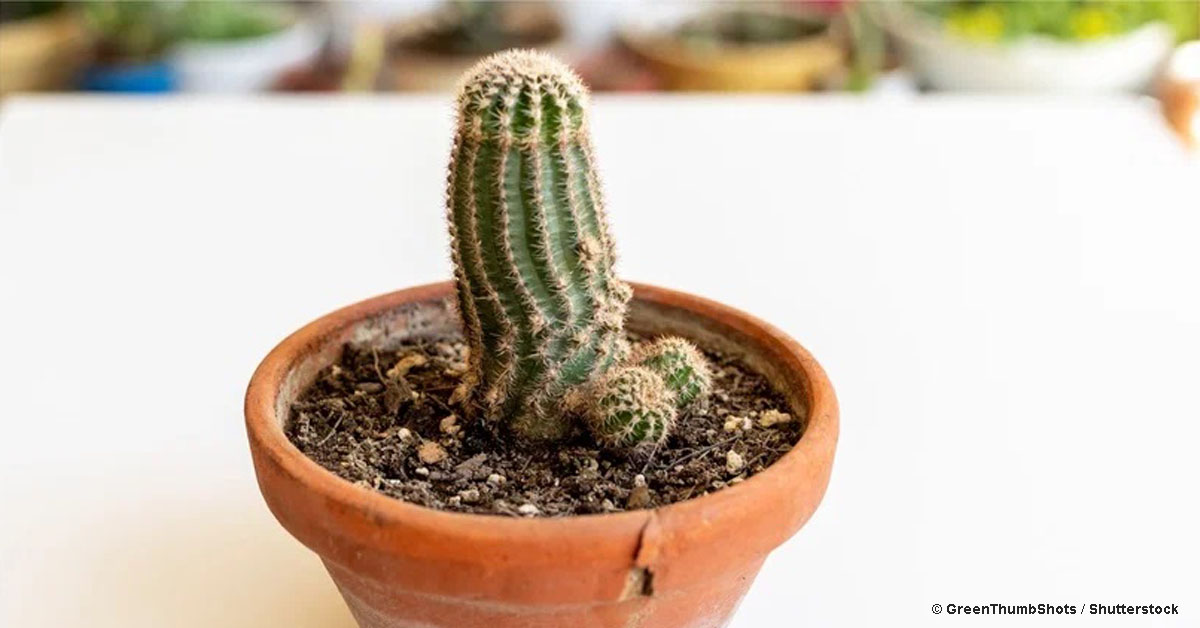 Женщина откусила часть пениса своему возлюбленному