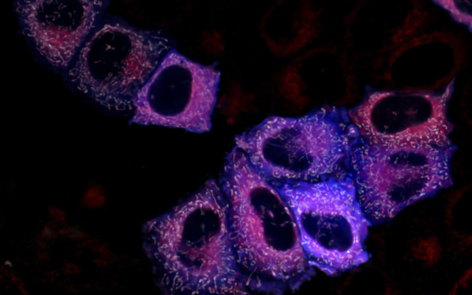 Ученые Пироговского Университета совместно с ведущими научными центрами совершили прорыв в области редокс-биологии.