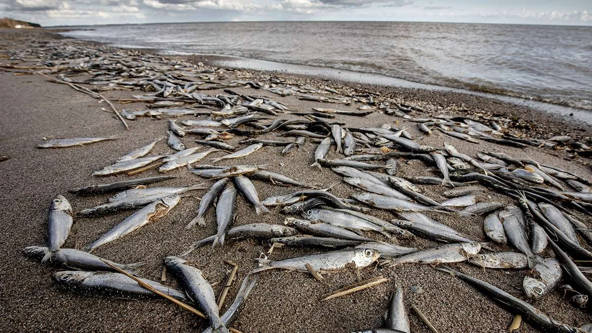 Сколько рыб водится в охотском море