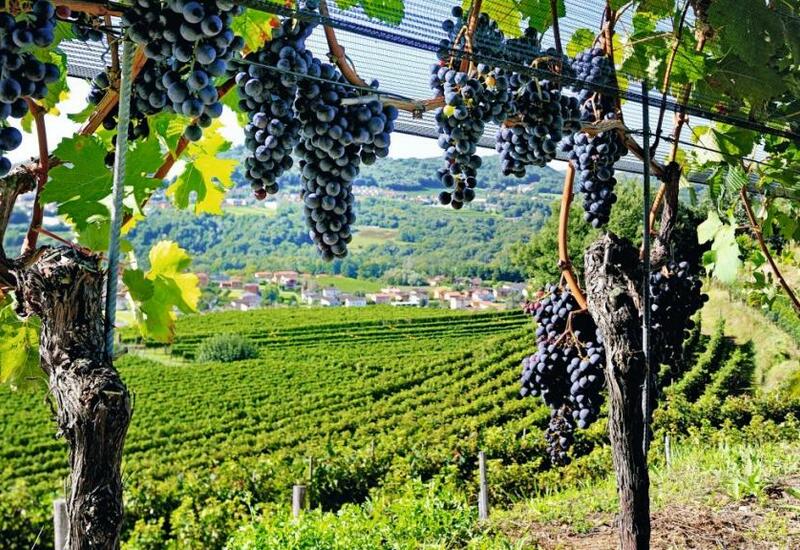 Виноград в горах