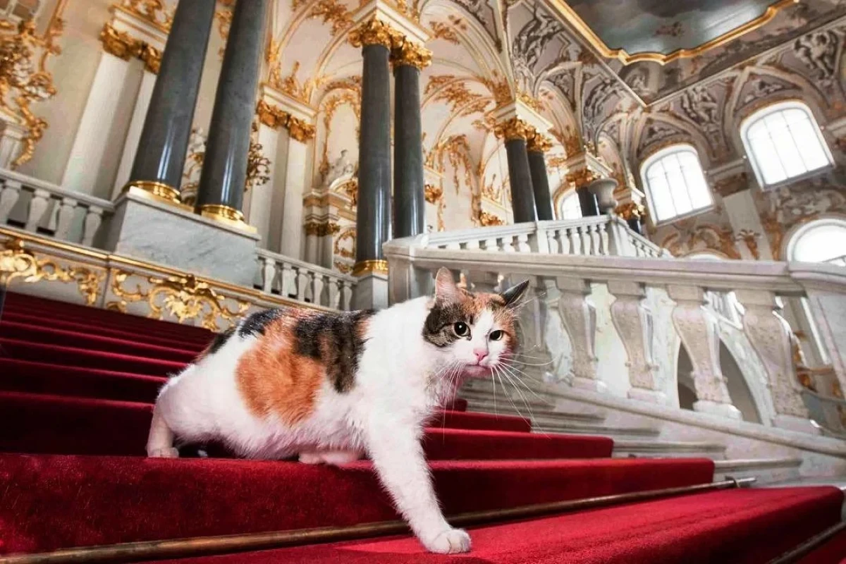 королевские коты фото