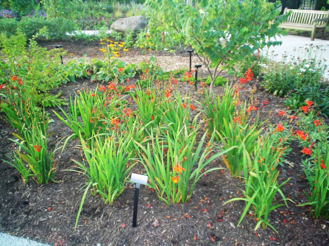 1-Gallon in Pot Crocosmia (Lb21791) Lowes.com Crocosmia, Late summer flowers, Fl