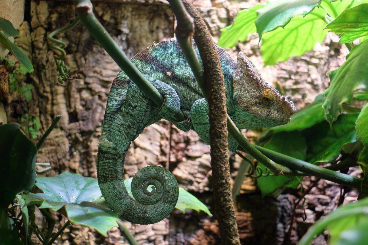 Зоопарк презентация для детей. Зоопарк льготы. Зоопарк льготы. Астана зоопарк. Зоопарк льготы.