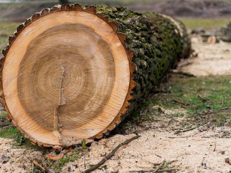 В Бурятии лесники выявили 13 незаконных рубок деревьев