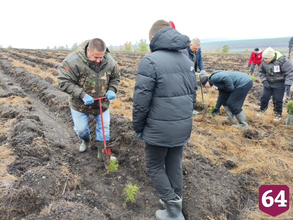 Осенью в Саратовской области высадят 3 миллиона сеянцев 