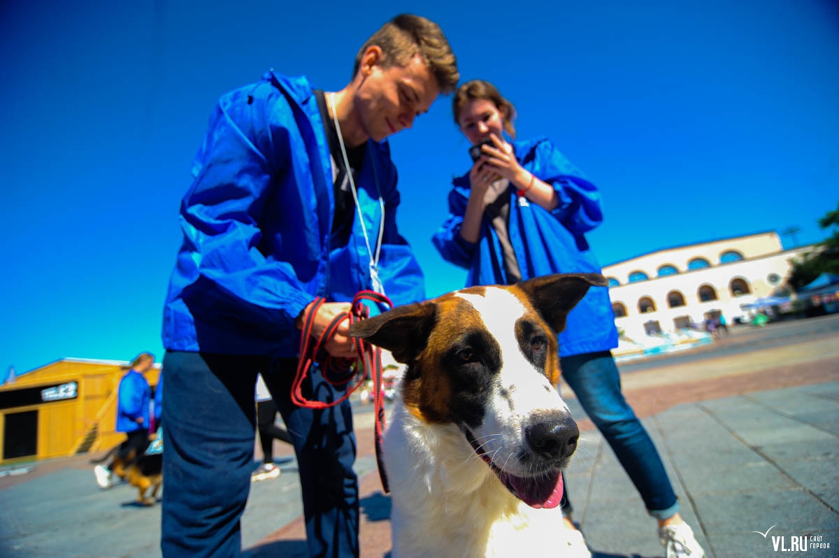 Истории про собак со счастливым концом. Умка бездомных животных. Право на жизнь чебоксары приют. Умка бездомных животных. Выставка собак из приюта.