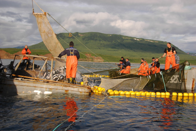 Добросовестным рыбопромышленным предприятиям Камчатки упростили процедуру перезакрепления участков