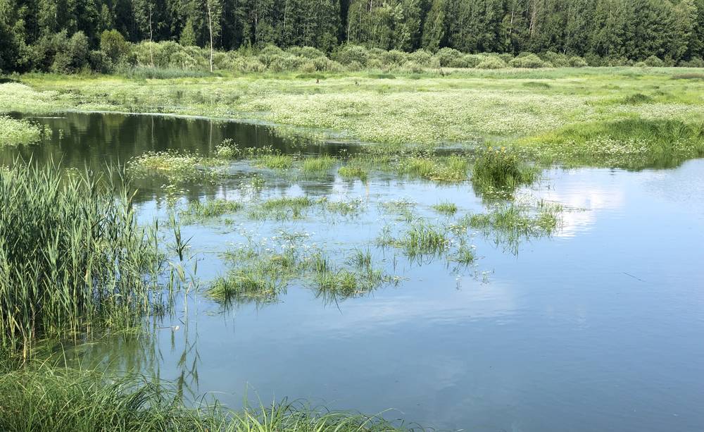 Доклад про болото. Фотосессия в болоте. Схема болота в разрезе. Экосистема торфяного болота урала. Растительность болот в брянской области.