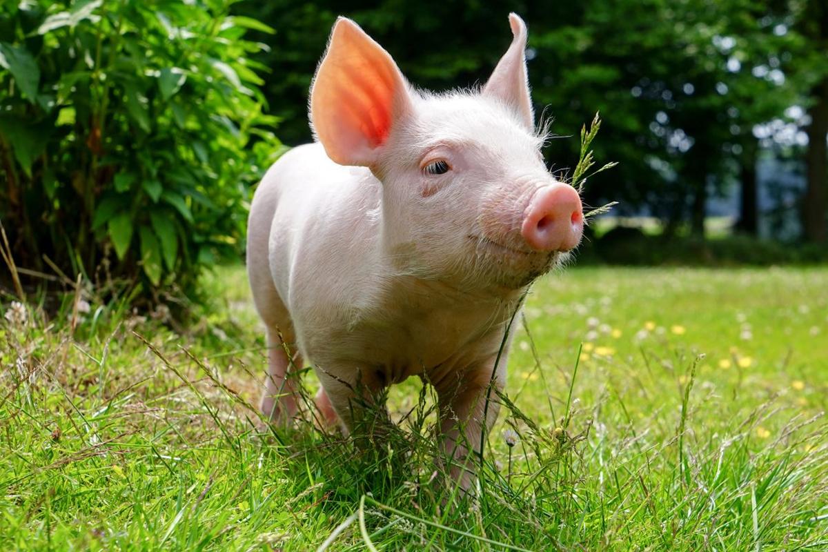В Японии успешно вывели генно-модифицированную свинью, чьи органы в перспективе годятся для пересадки человеку