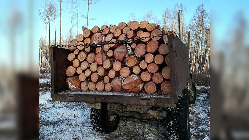 В Приамурье черные лесорубы выплатят более 300 тысяч рублей за уничтожение лиственниц - gtrkamur.ru