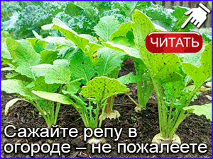 Репа