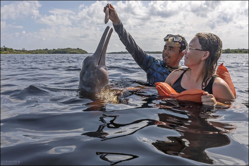 Розовые дельфины Черной реки