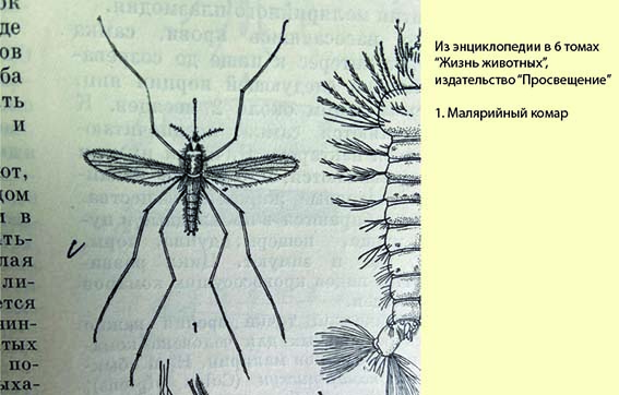 День комара. Малярийный комар. Малярийный комар размер. Всемирный день комара. Малярийный комар в Сочи.