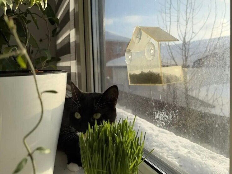 Калужский чиновник призвал заботиться о птицах