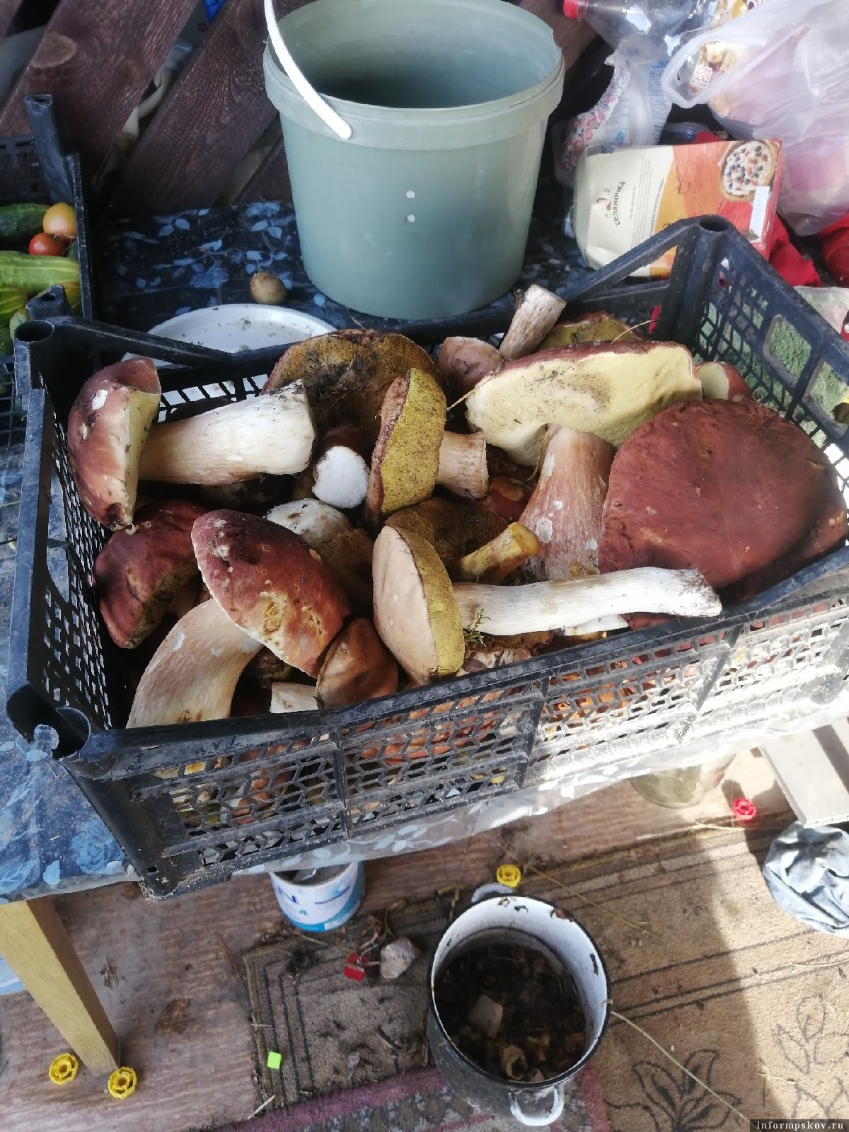 рыбалка на чудском и грибы в псковской. тихая охота. рыбалка на чудском и грибы в псковской. грибы в сентябре. рыбалка на чудском и грибы в псковской.