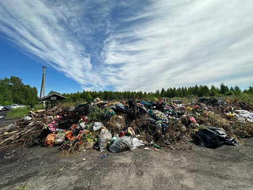 Городское кладбище в Пучеже превратилось в свинарник