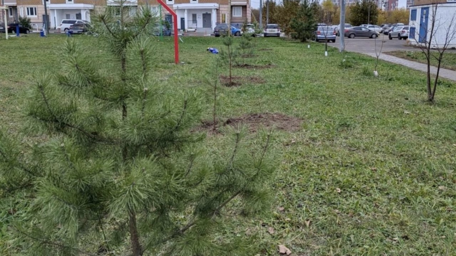 Жителям Обнинска представят план озеленения города