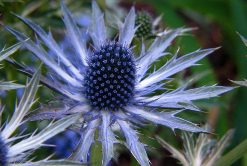 синеголовник