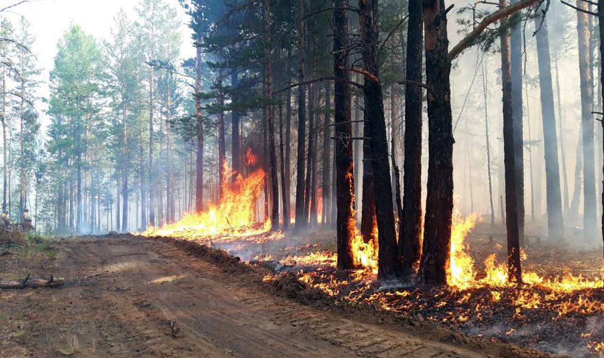 На рисунке показана ы возникшая ие после лесного пожара