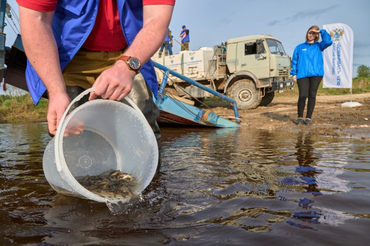 «Газпром нефть» восполнит популяцию ценных видов рыб в четырех регионах России