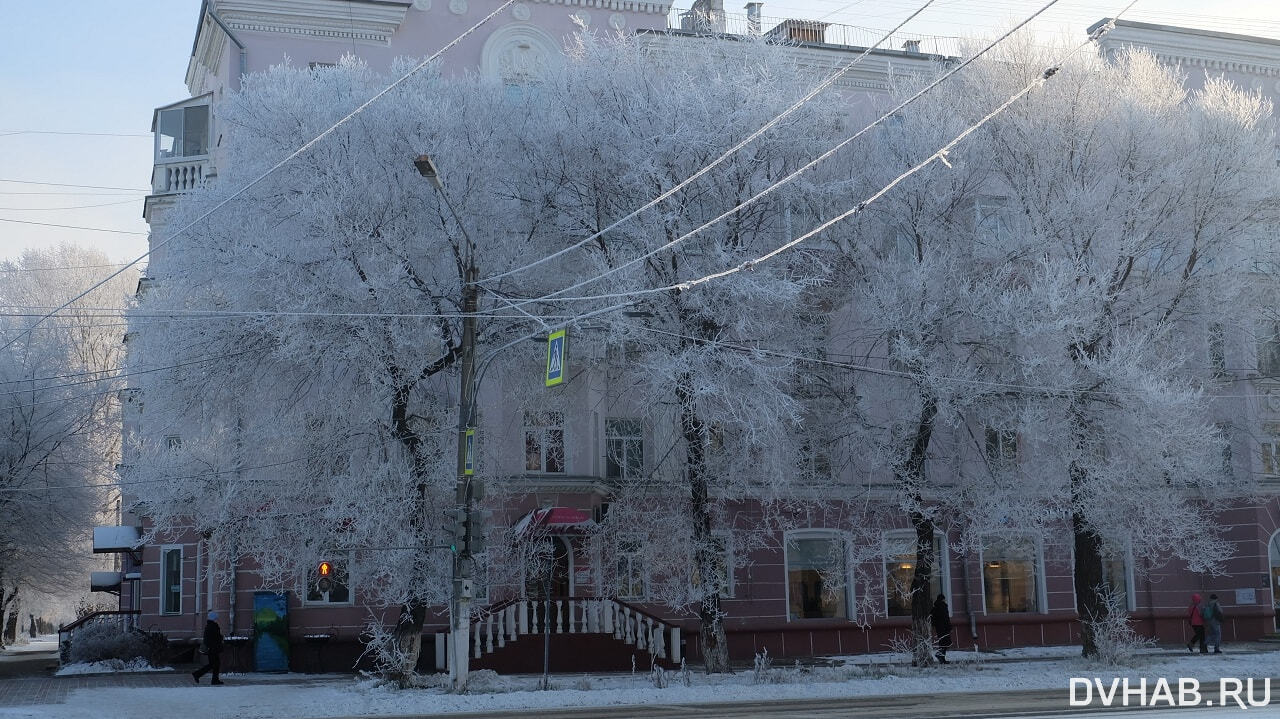 Погода хабаровский. Снежное. Фотографии деревьев в снегу город. Хабаровск климат. Снег кардиоцентра г.Хабаровска.