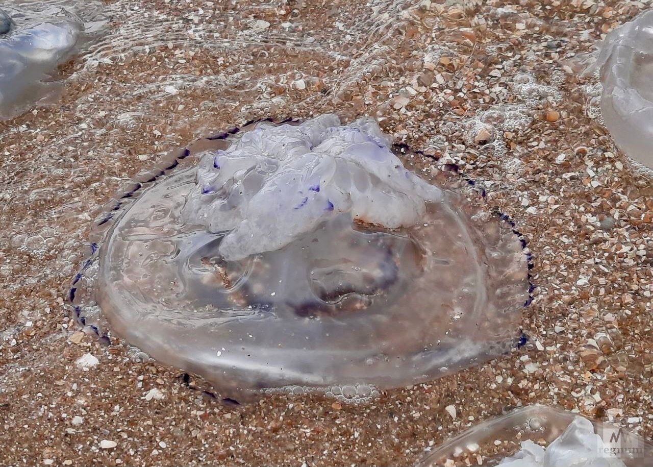 корнерот медуза в азовском море