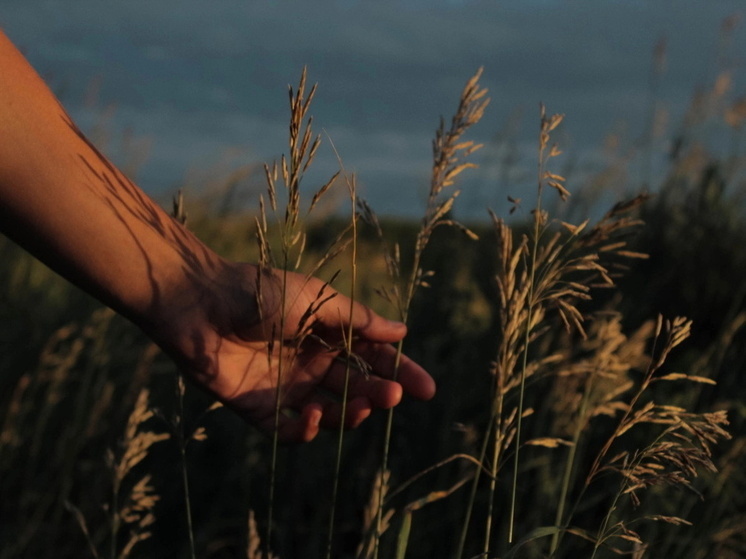 Два омича получили высокие государственные награды в сфере сельского хозяйства