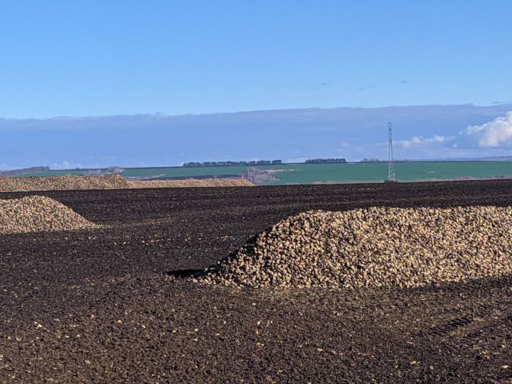 В Тетюшском районе выращен отличный урожай сахарной свеклы