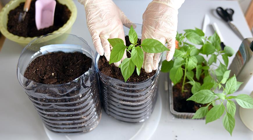 Садовый грунт. Грунт для рассады перца. Подготовка грунта для рассады. Высаживание рассады перца. Грунт для рассады помидор.