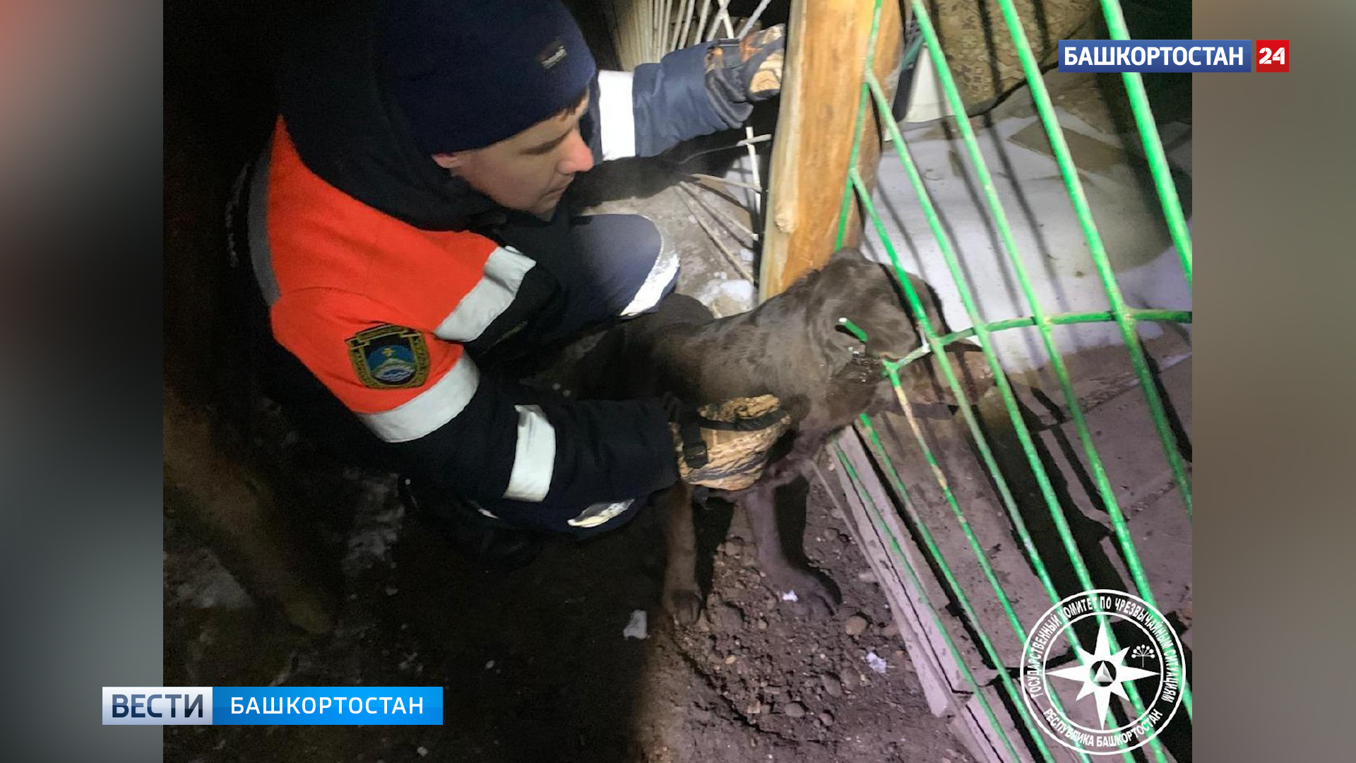 В башкирском Кумертау спасли застрявшую в металлическом ограждении собаку