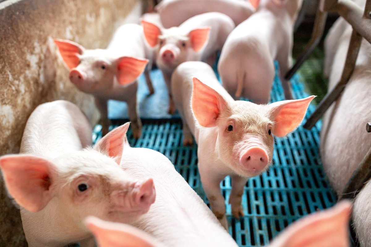 Животноводы внедрили бесконтактное взвешивание свиней
