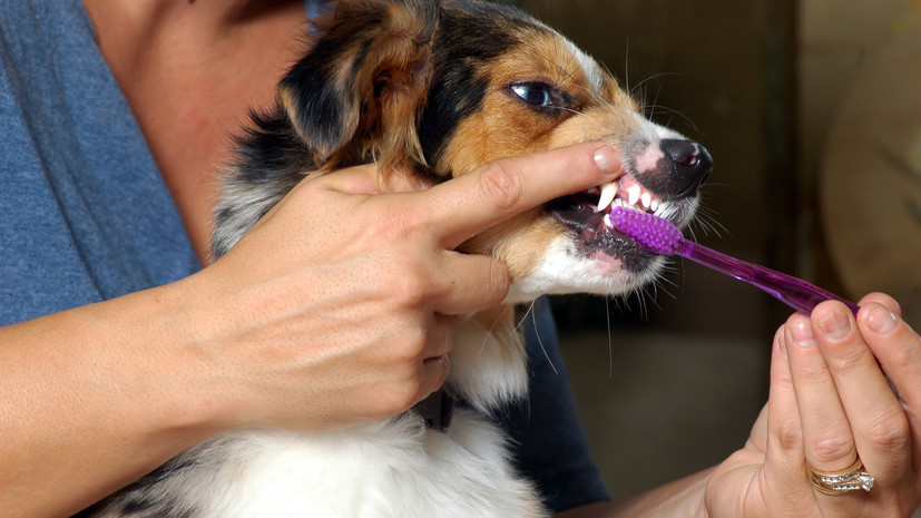 Ветврач Воскресенский напомнил о важности чистки зубов домашним животным